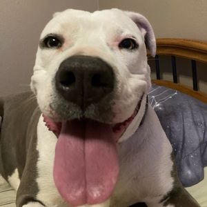 Meet your Posher, Joel